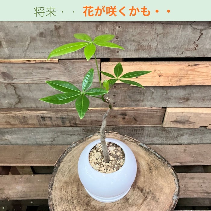 観葉植物現品販売