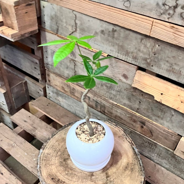 観葉植物現品販売