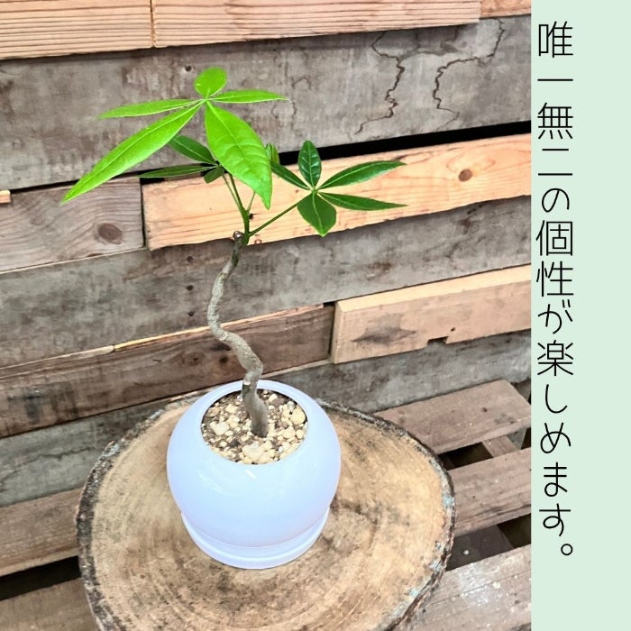 観葉植物現品販売