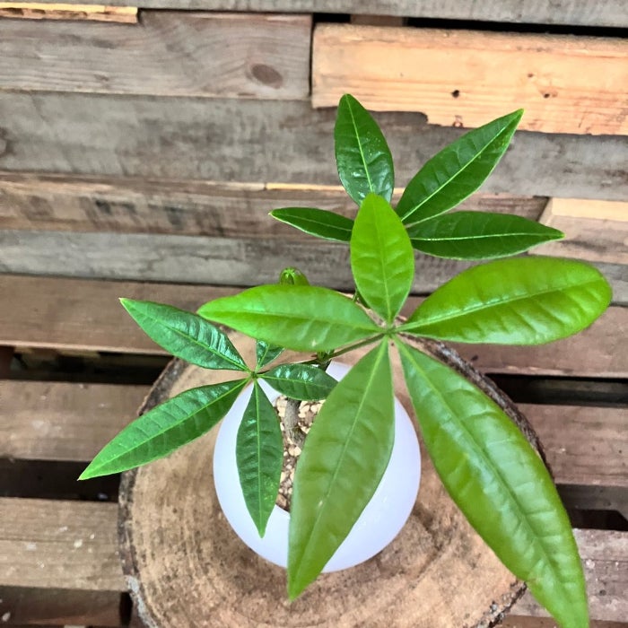 観葉植物現品販売