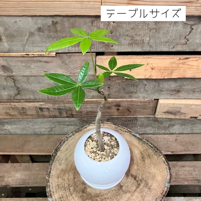 観葉植物現品販売