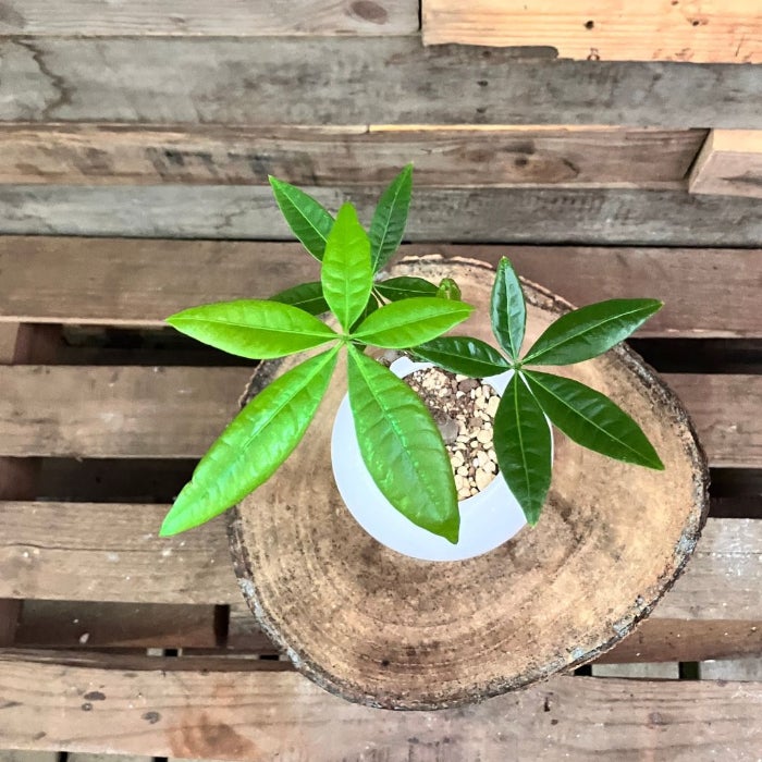 観葉植物現品販売