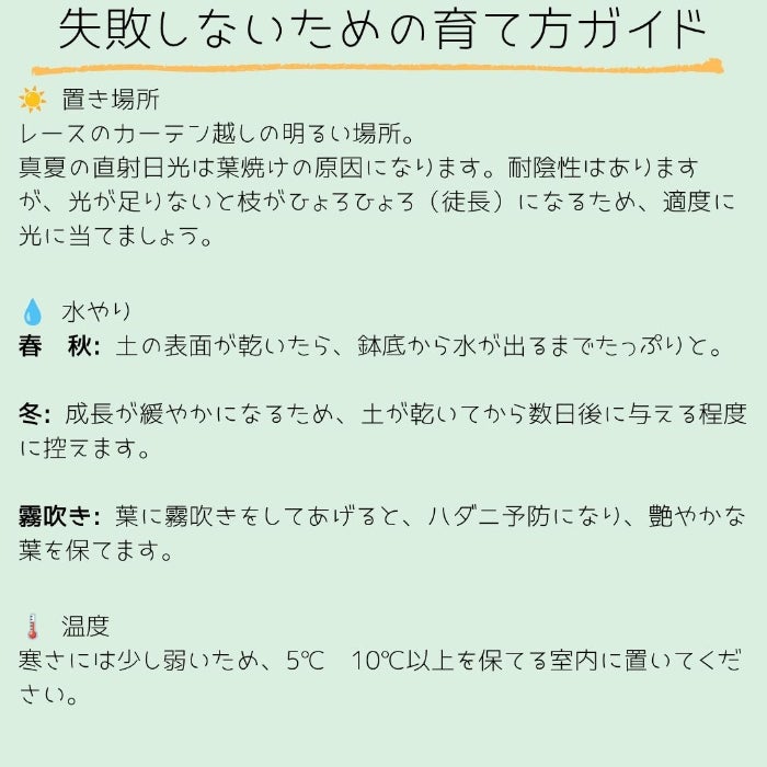 観葉植物現品販売