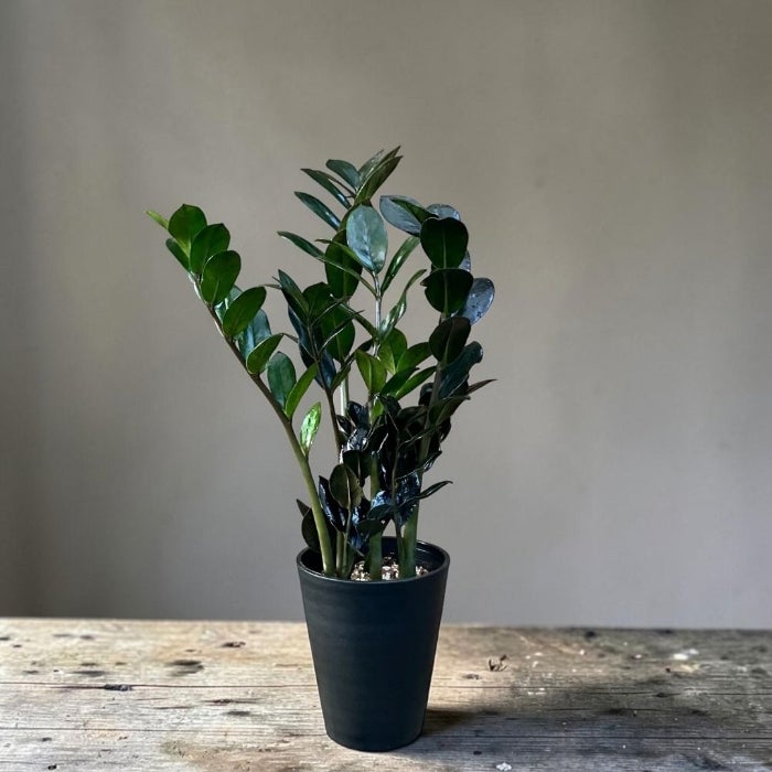 観葉植物現品販売