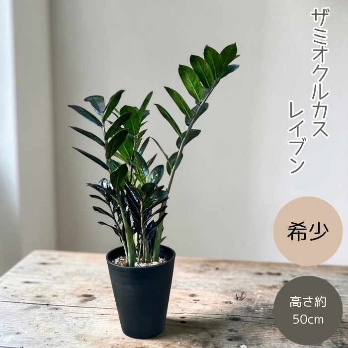 観葉植物現品販売
