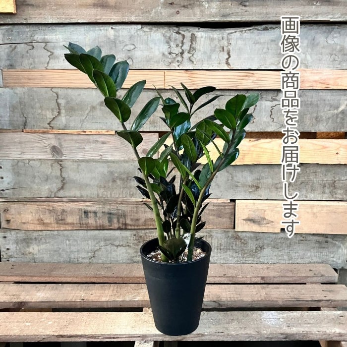 観葉植物現品販売