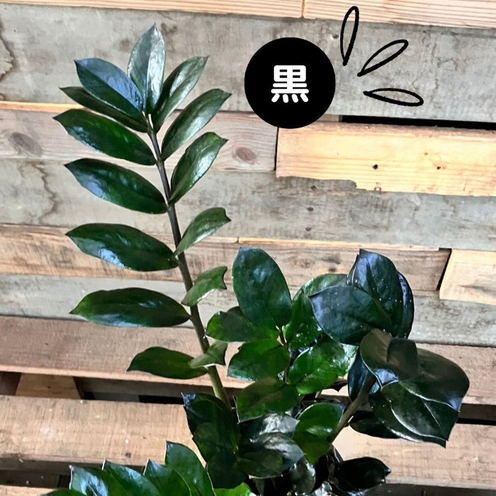 観葉植物現品販売