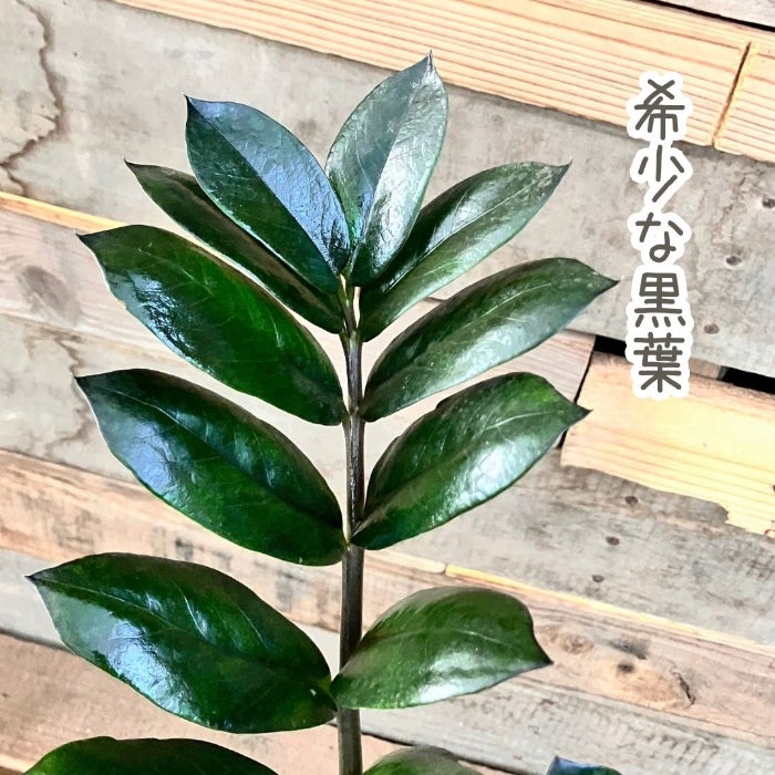 観葉植物現品販売