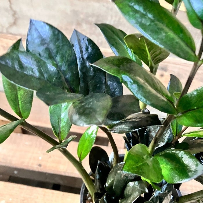 観葉植物現品販売