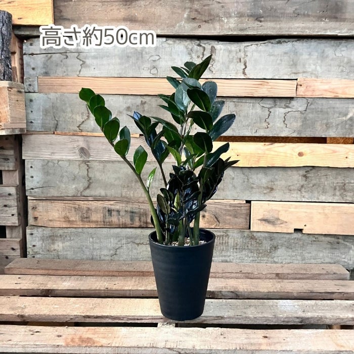 観葉植物現品販売