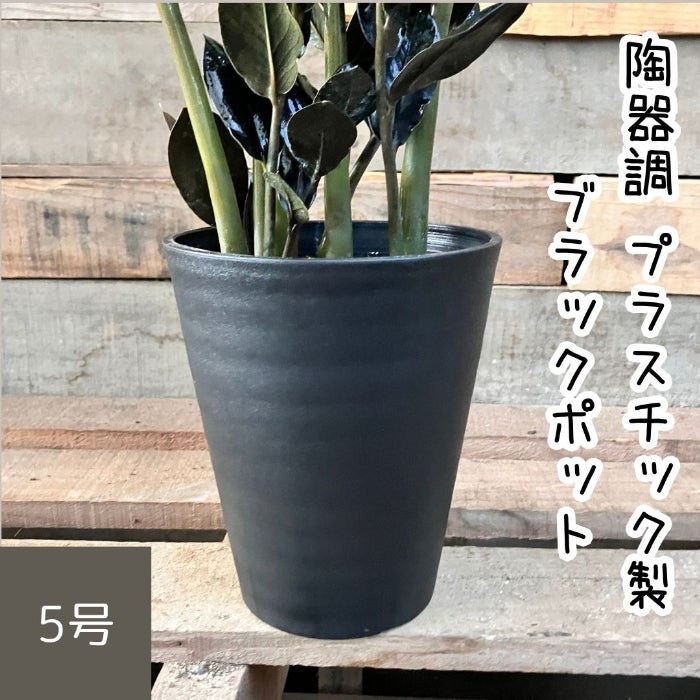 観葉植物現品販売