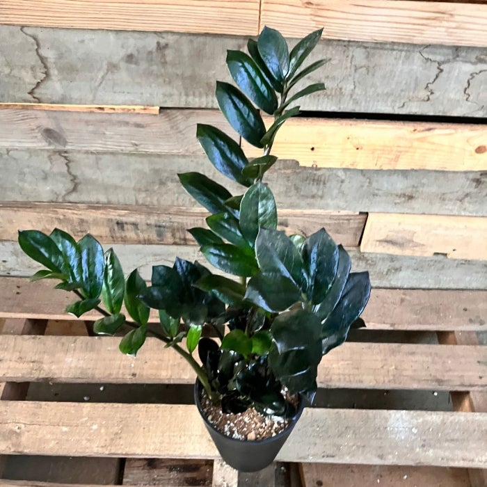 観葉植物現品販売
