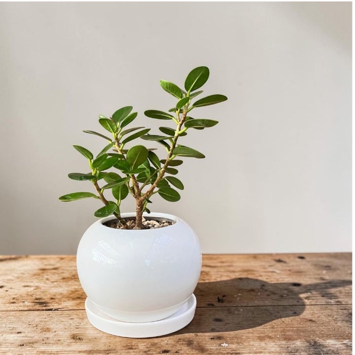 観葉植物現品販売