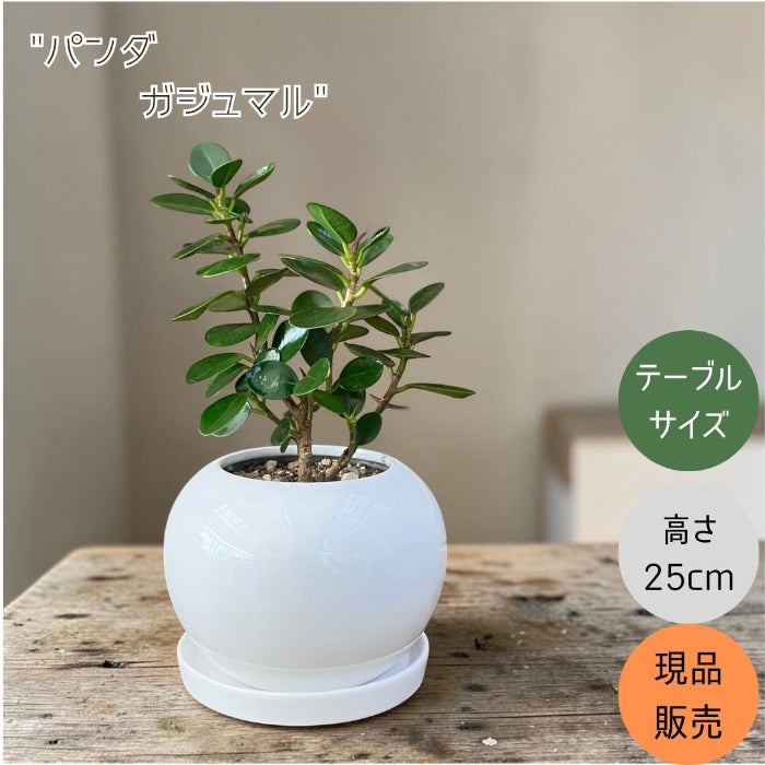 観葉植物現品販売
