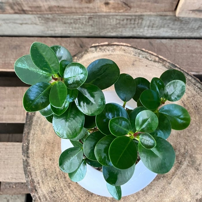 観葉植物現品販売