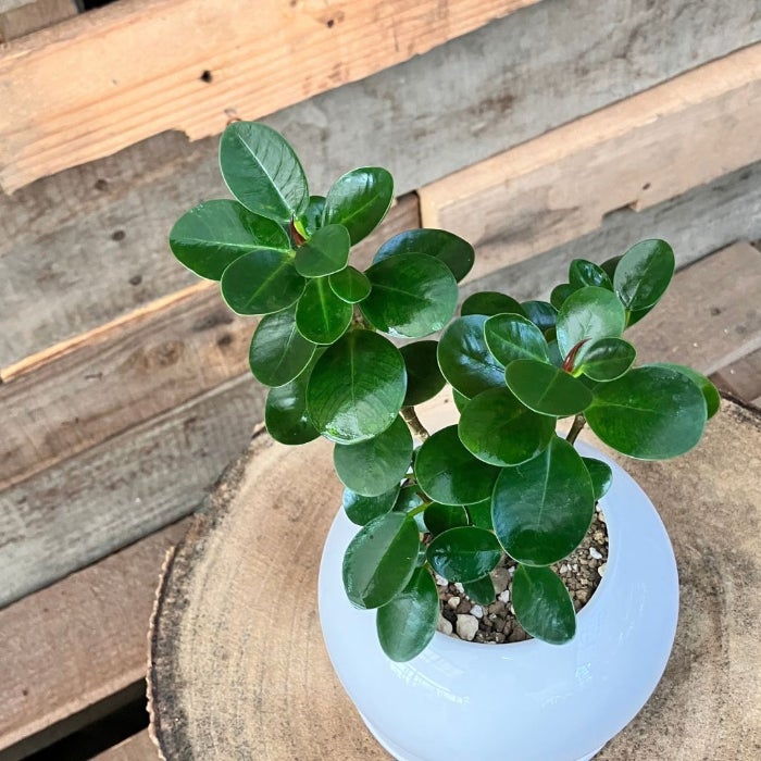 観葉植物現品販売