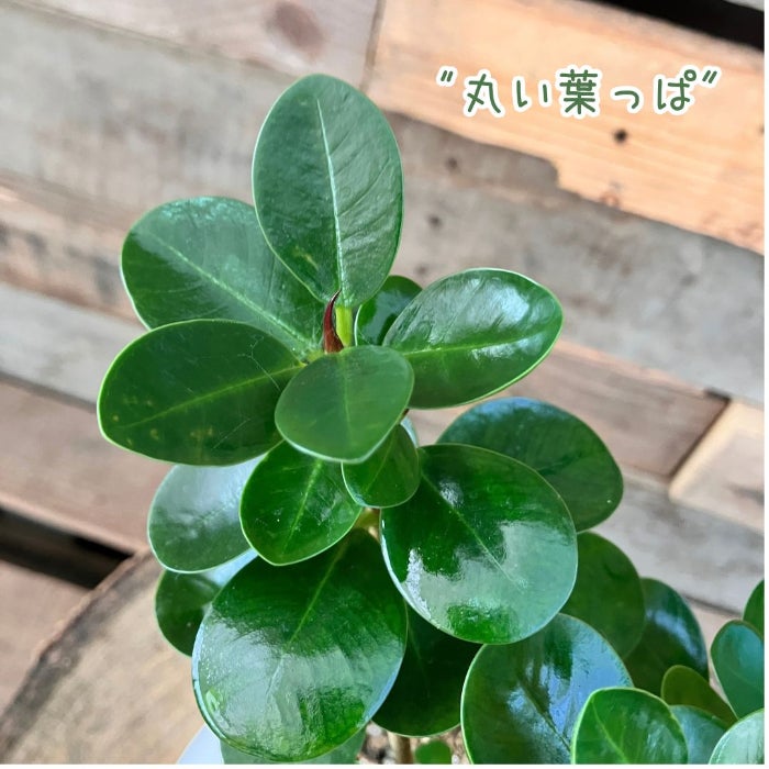 観葉植物現品販売