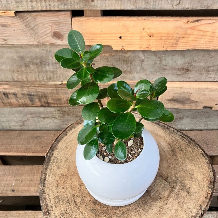 観葉植物現品販売