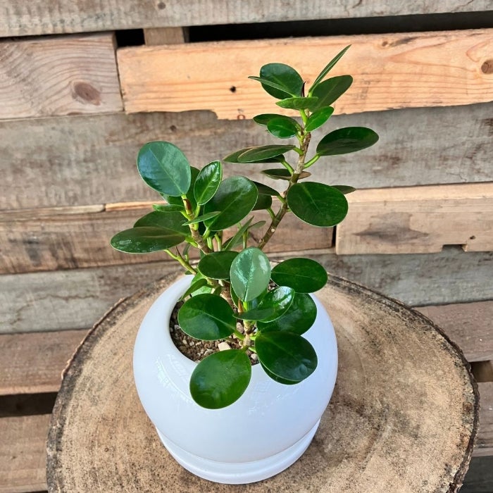 観葉植物現品販売
