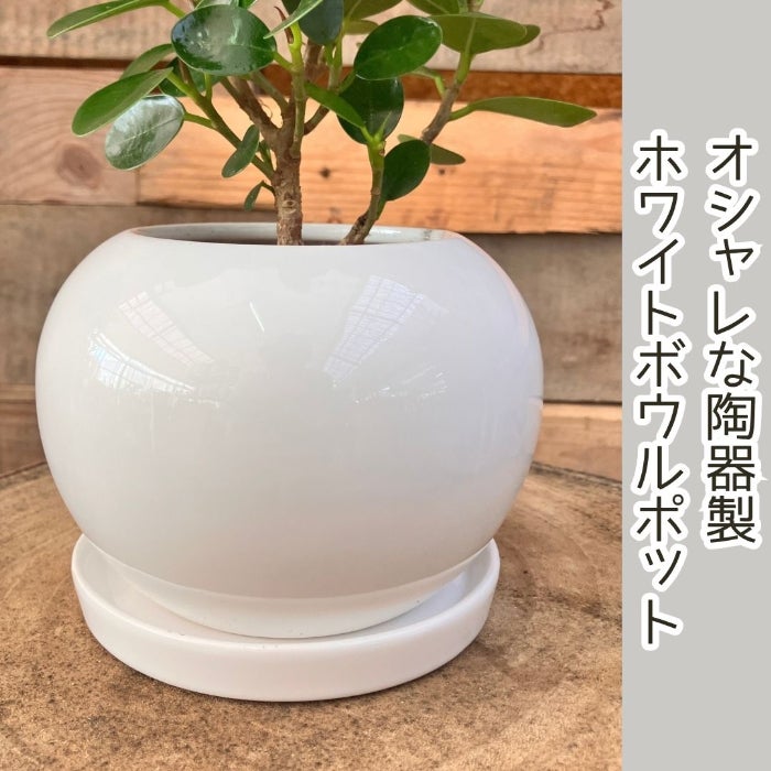 観葉植物現品販売