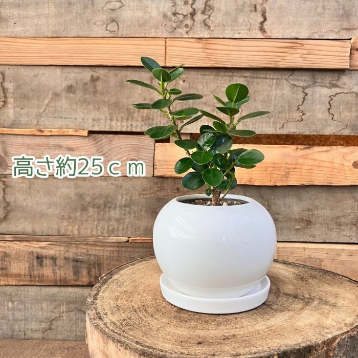 観葉植物現品販売