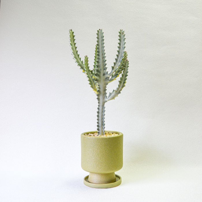 観葉植物 多肉植物 本物 【数量限定】新品 ユーフォルビア ホワイト