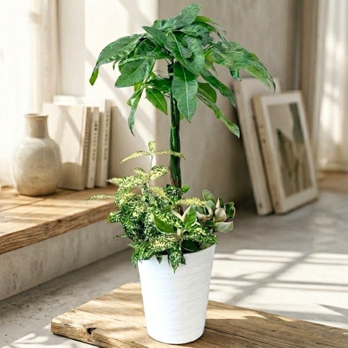 観葉植物現品販売