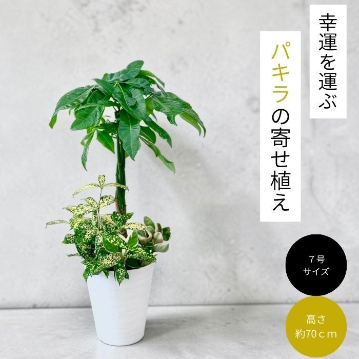 観葉植物現品販売