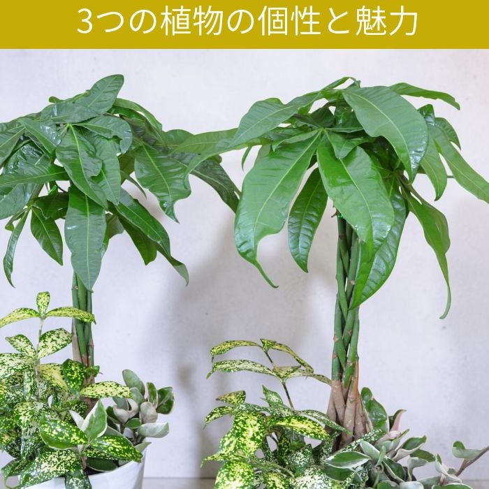 観葉植物現品販売