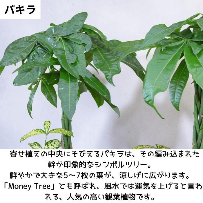 観葉植物現品販売