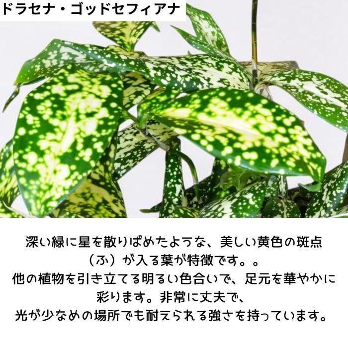 観葉植物現品販売