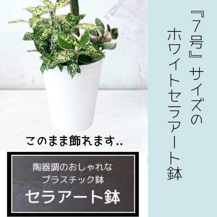 観葉植物現品販売