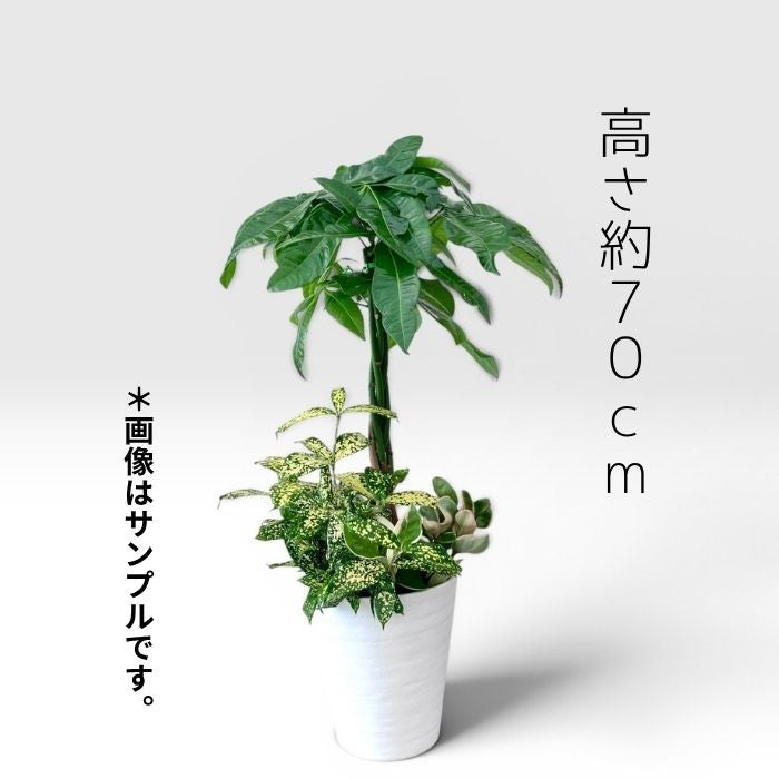 観葉植物現品販売