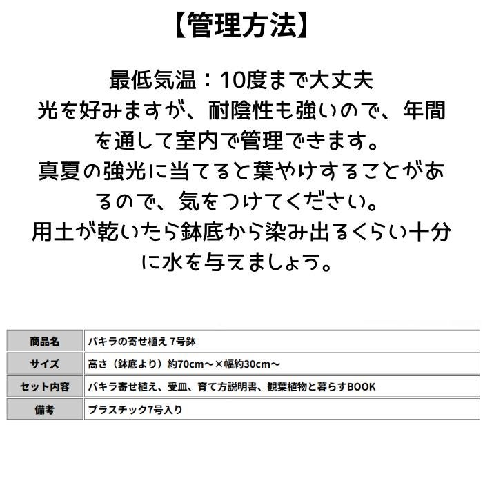 観葉植物現品販売