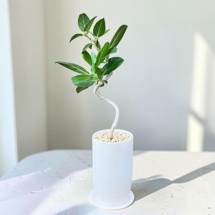 観葉植物現品販売