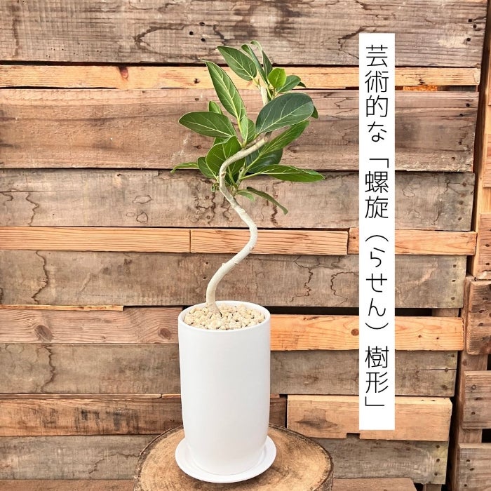 観葉植物現品販売