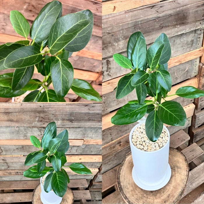 観葉植物現品販売
