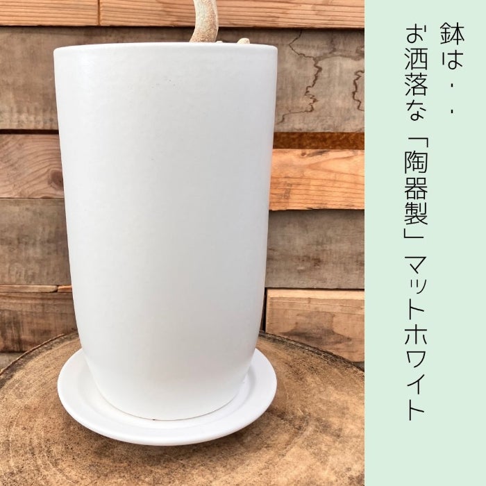 観葉植物現品販売