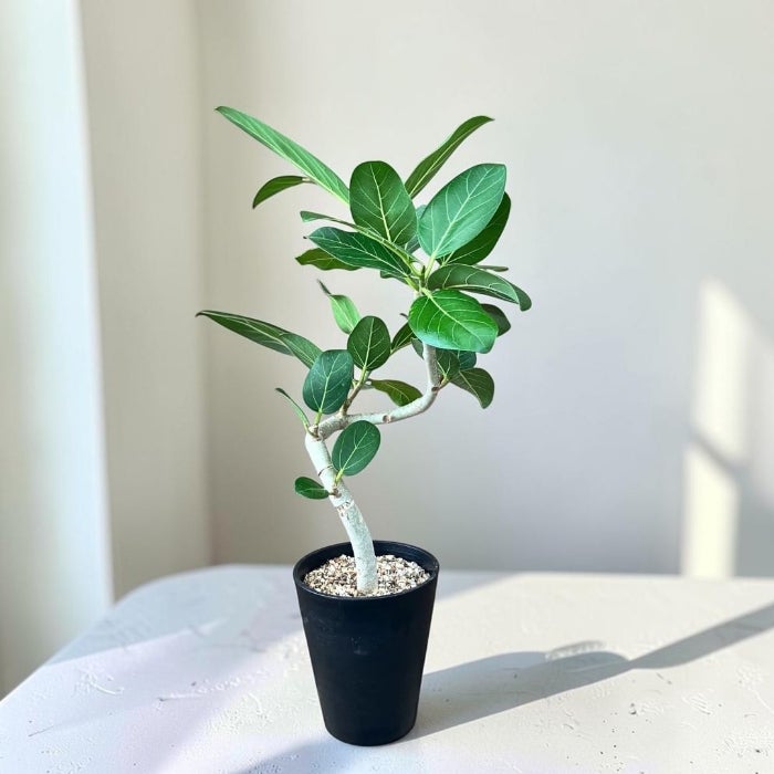 観葉植物現品販売