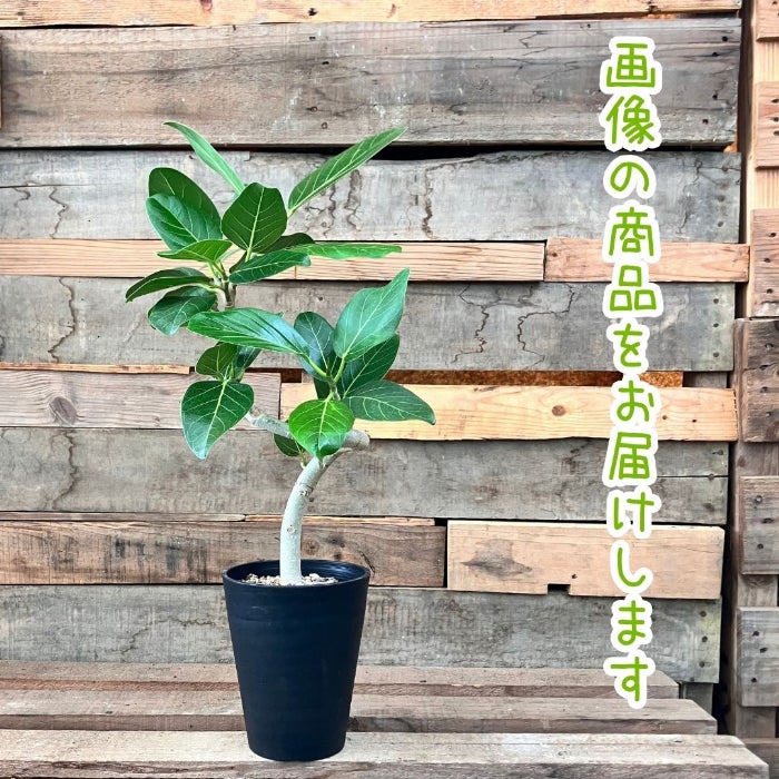 観葉植物現品販売