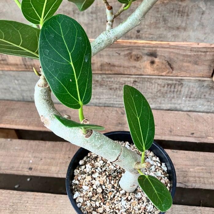 観葉植物現品販売