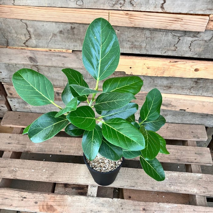 観葉植物現品販売