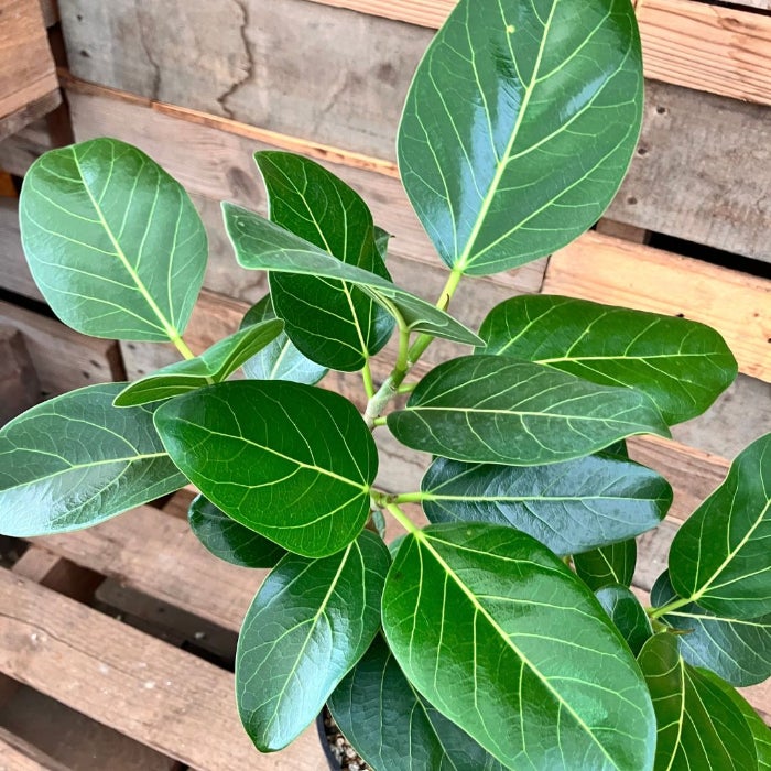 観葉植物現品販売