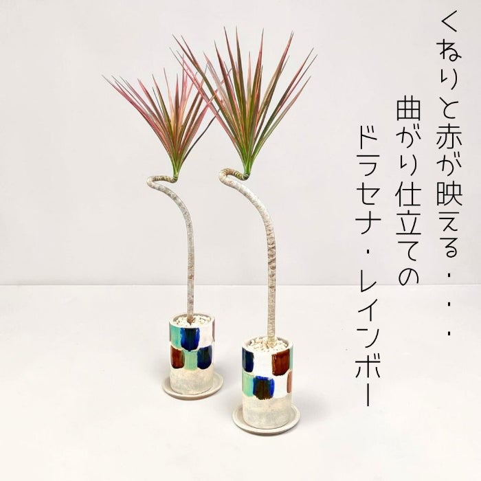 観葉植物 本物 ☆数量限定☆新品☆ ドラセナ・コンシンネ “レインボー