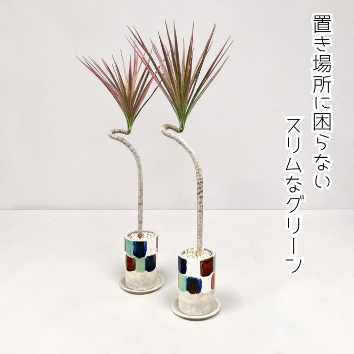 観葉植物現品販売