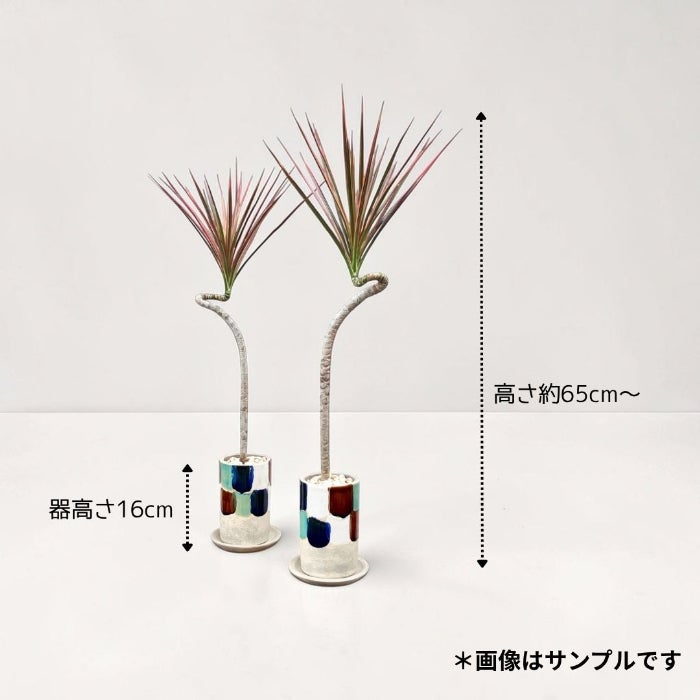観葉植物現品販売