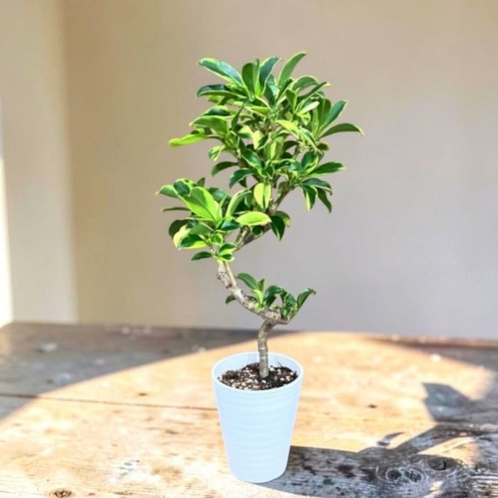 観葉植物現品販売