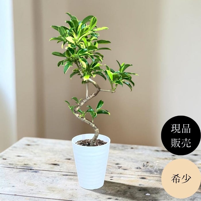 観葉植物現品販売