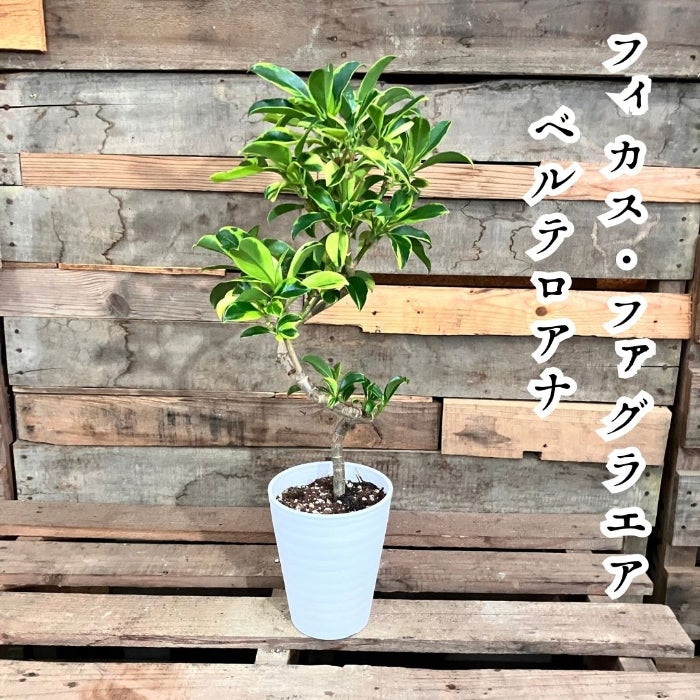 観葉植物現品販売