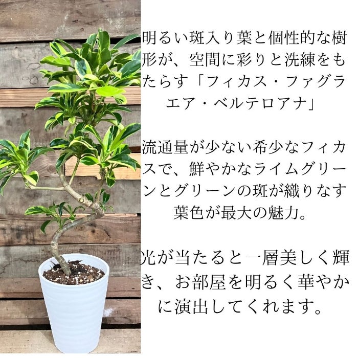観葉植物現品販売